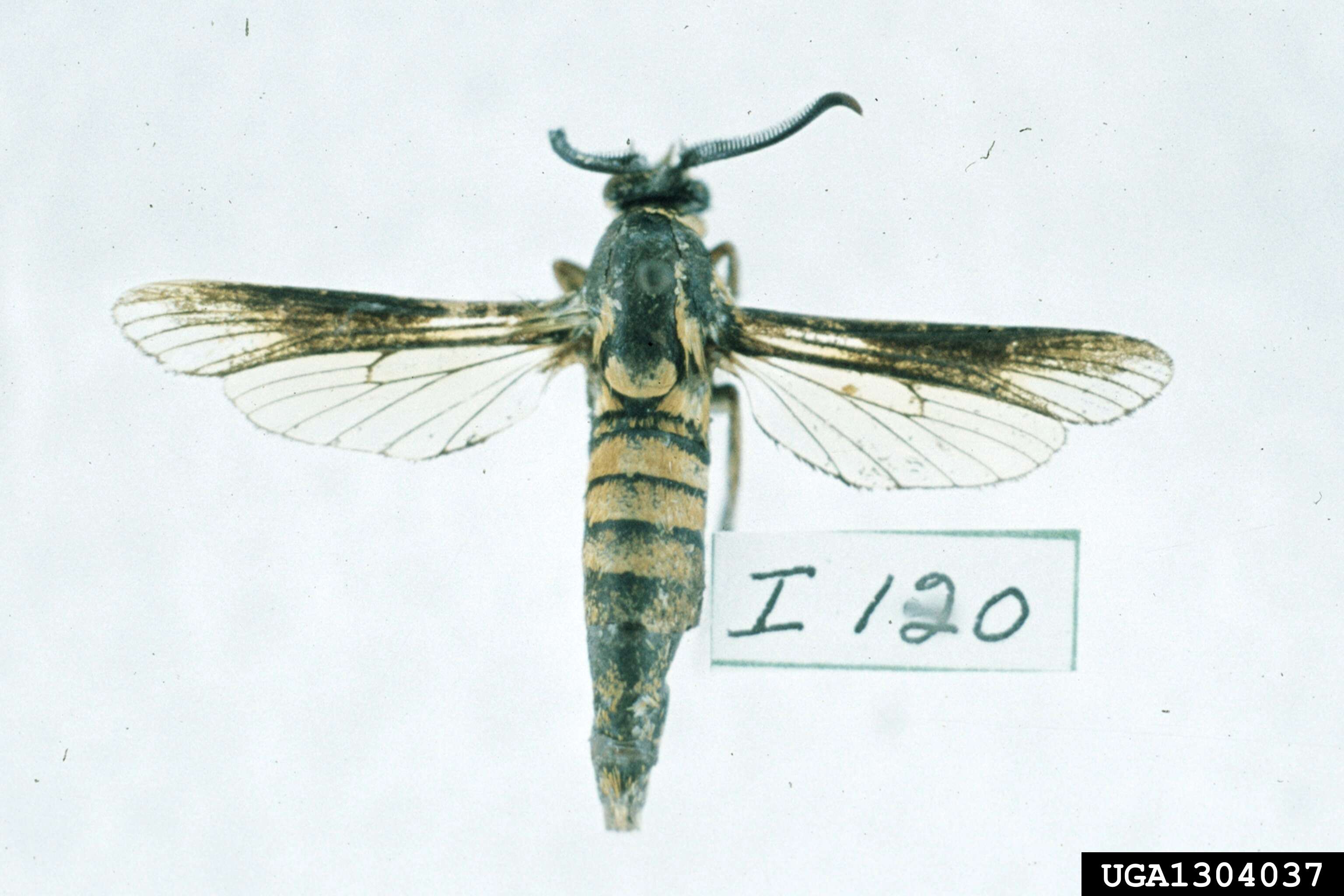 صورة Paranthrene simulans Grote 1881