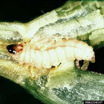 Image of Squash Vine Borer