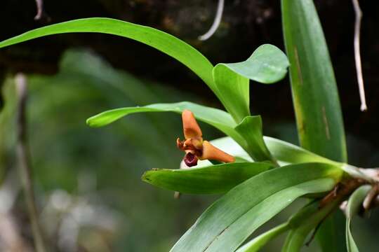 Image of Maxillaria elatior (Rchb. fil.) Rchb. fil.