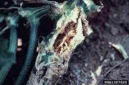 Image of Squash Vine Borer