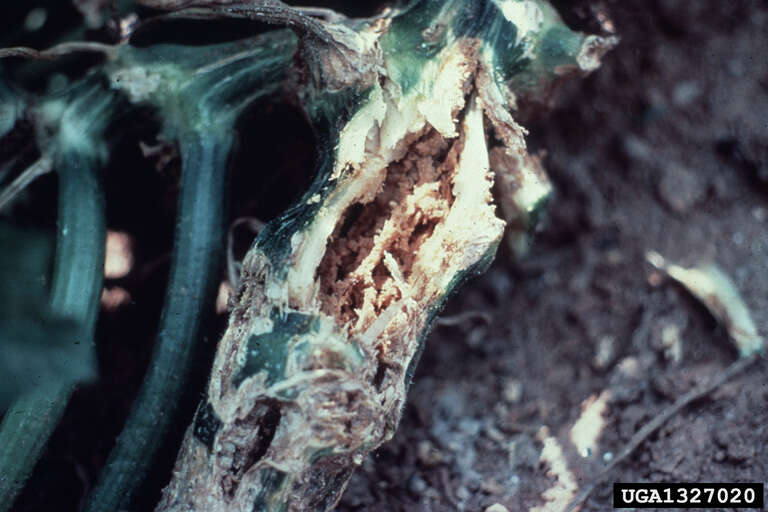 Image of Squash Vine Borer