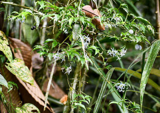 Image of Faramea quinqueflora Poepp.