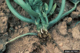 Image of Squash Vine Borer