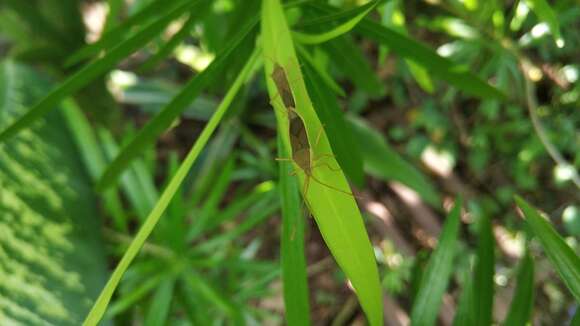 صورة Aschistocoris