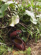 Image of Giant Malaysian Pitcher Plant