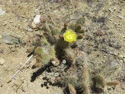 Opuntia polyacantha var. erinacea (Engelm. & J. M. Bigelow) B. D. Parfitt resmi