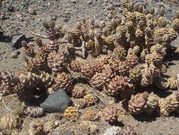 Image of Tephrocactus articulatus