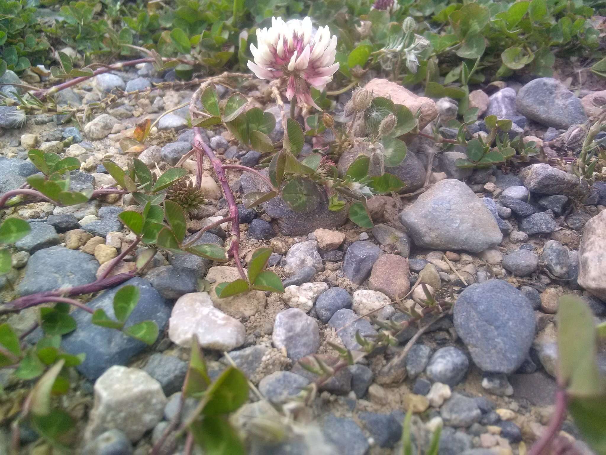 Image of Trifolium hybridum subsp. elegans (Savi) Asch. & Graebn.