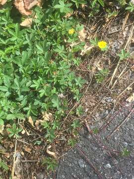 Image of creeping cinquefoil