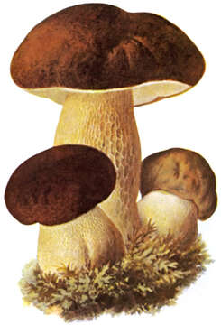 Image of Cep