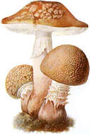 Image of Amanita rubescens Pers. 1797