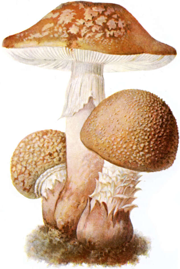 Image of Amanita rubescens Pers. 1797