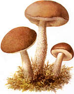 Image of Leccinum scabrum (Bull.) Gray 1821