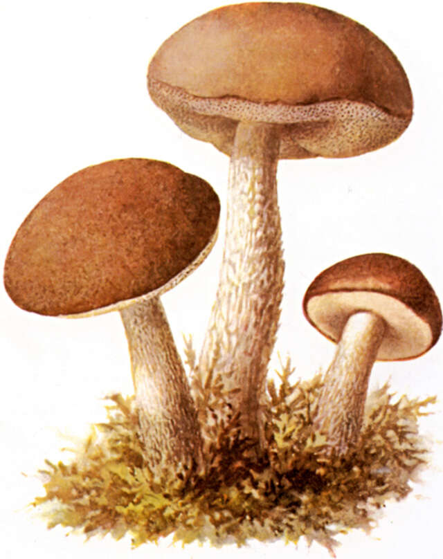 Image of Leccinum scabrum (Bull.) Gray 1821