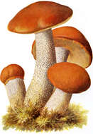 Image of Leccinum versipelle (Fr. & Hök) Snell 1944