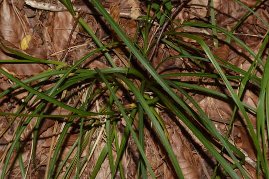 Image of Starved wood-sedge