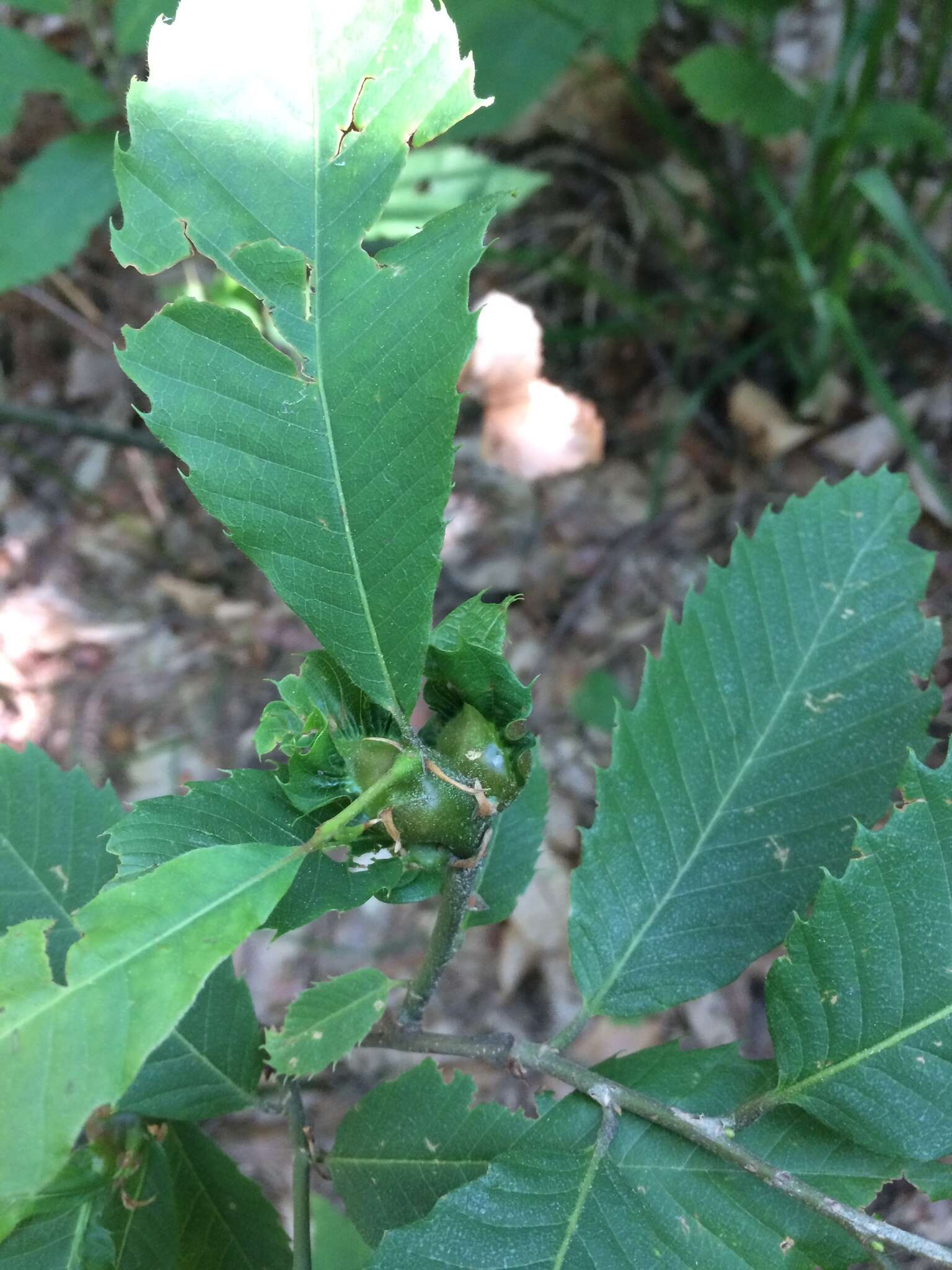 Image of Asian chestnut gall wasp