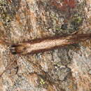 Image of Eriocottis paradoxella (Staudinger 1859)