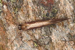Image of Eriocottis paradoxella (Staudinger 1859)