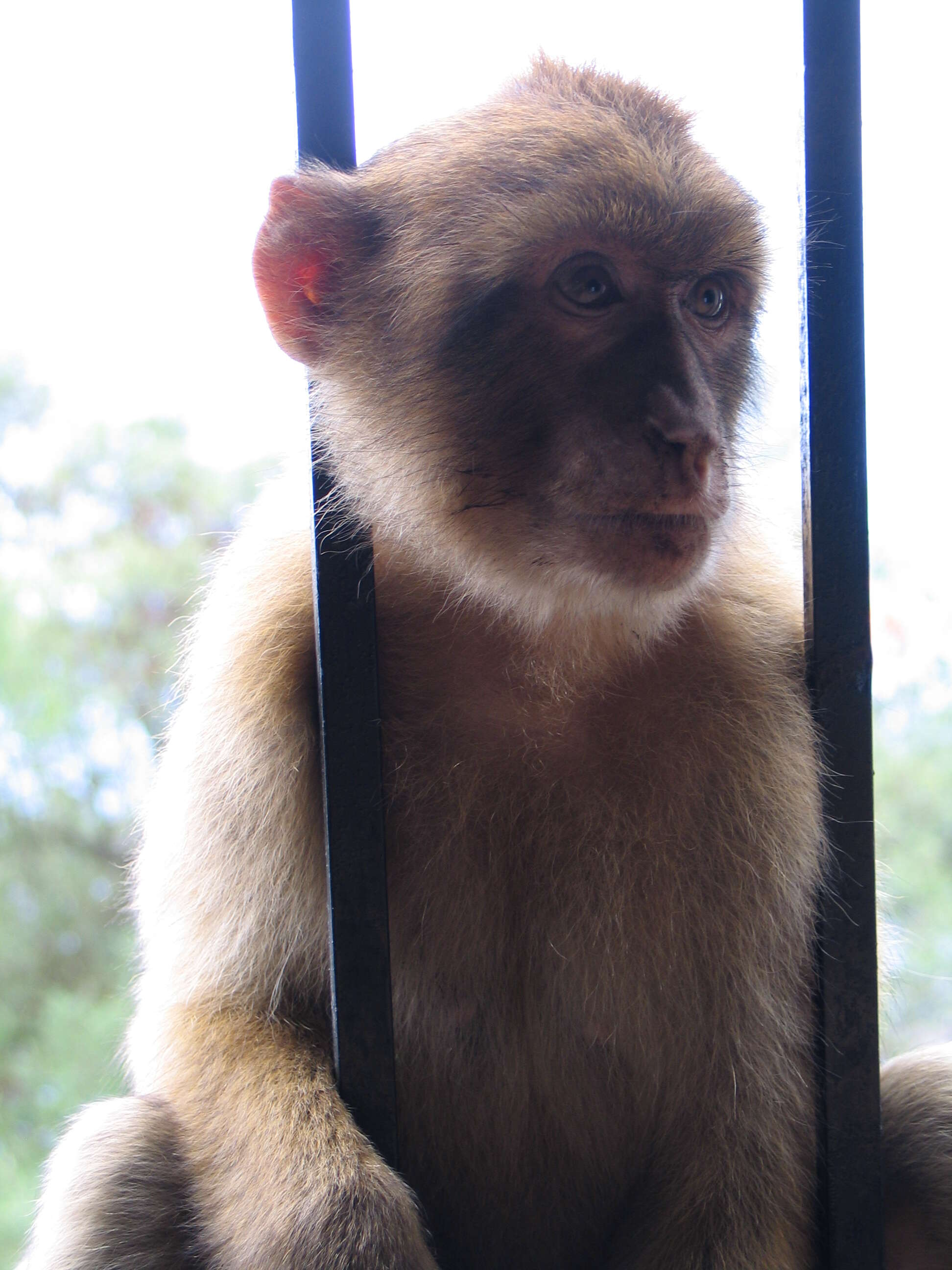 Image of Barbary Ape