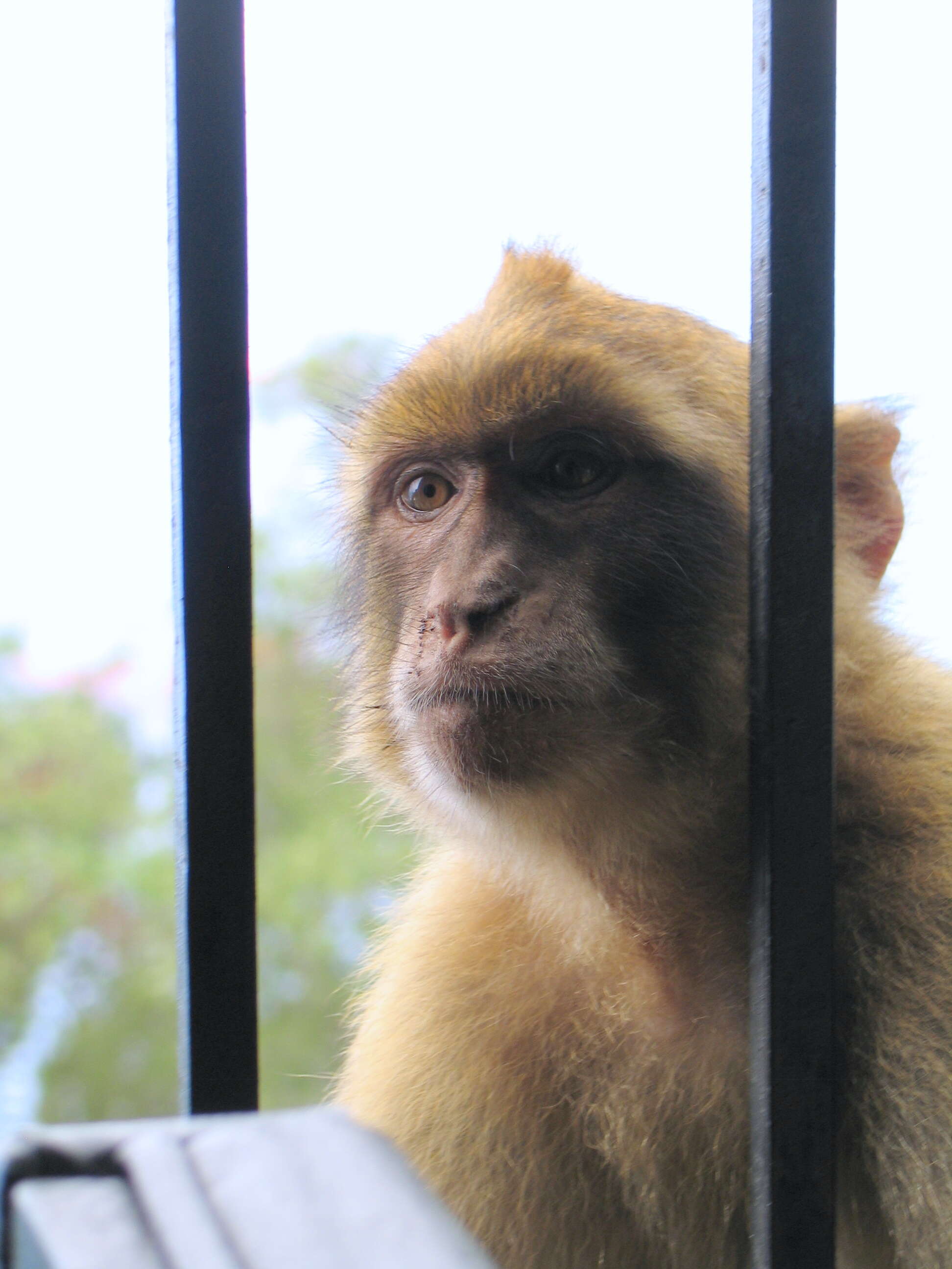 Image of Barbary Ape