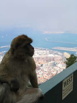 Image of Barbary Ape