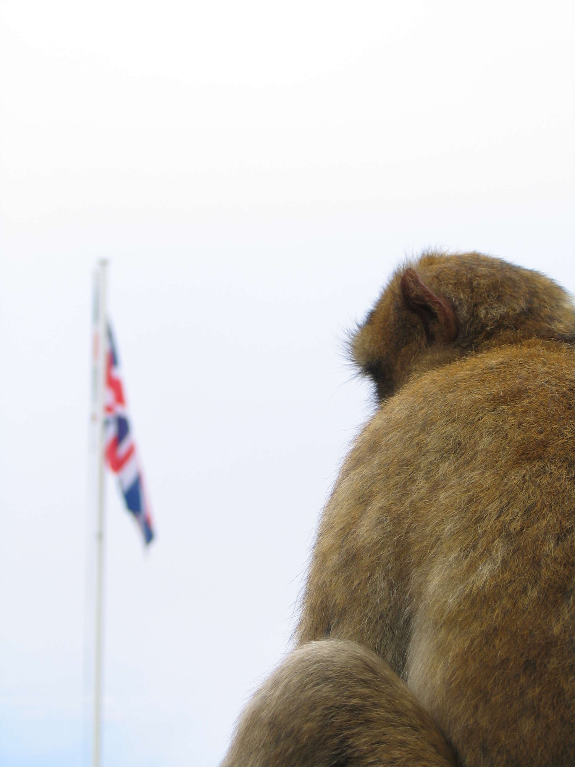 Image of Barbary Ape