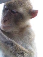 Image of Barbary Ape