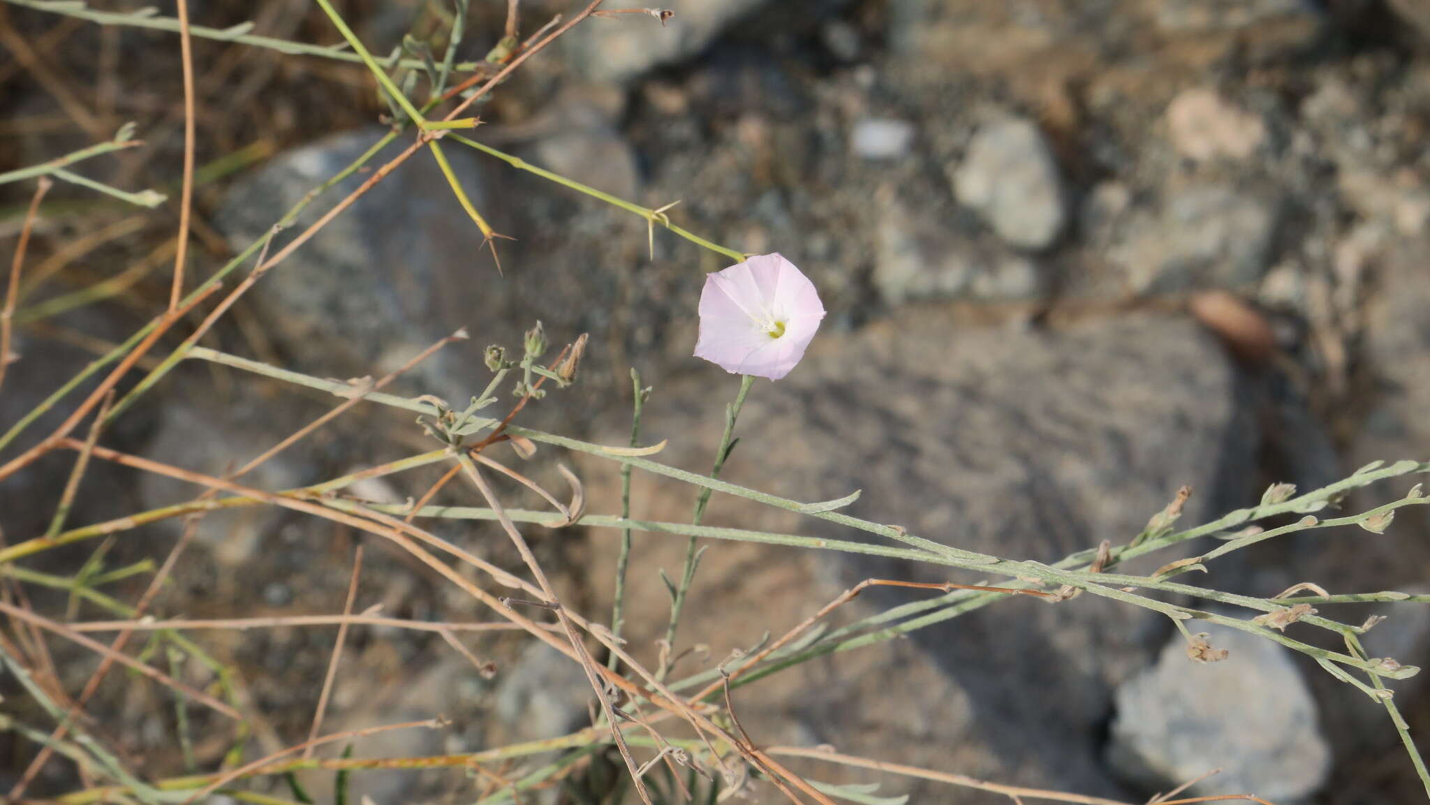 Image of soft bindweed