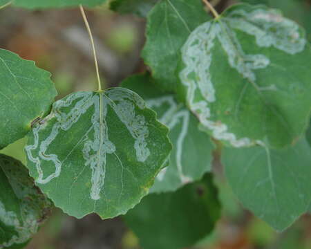 Image of Common Aspen