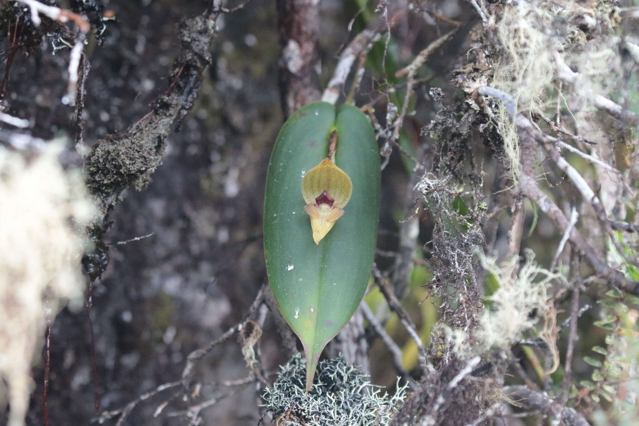 Imagem de Pleurothallis siphoglossa Luer & R. Escobar