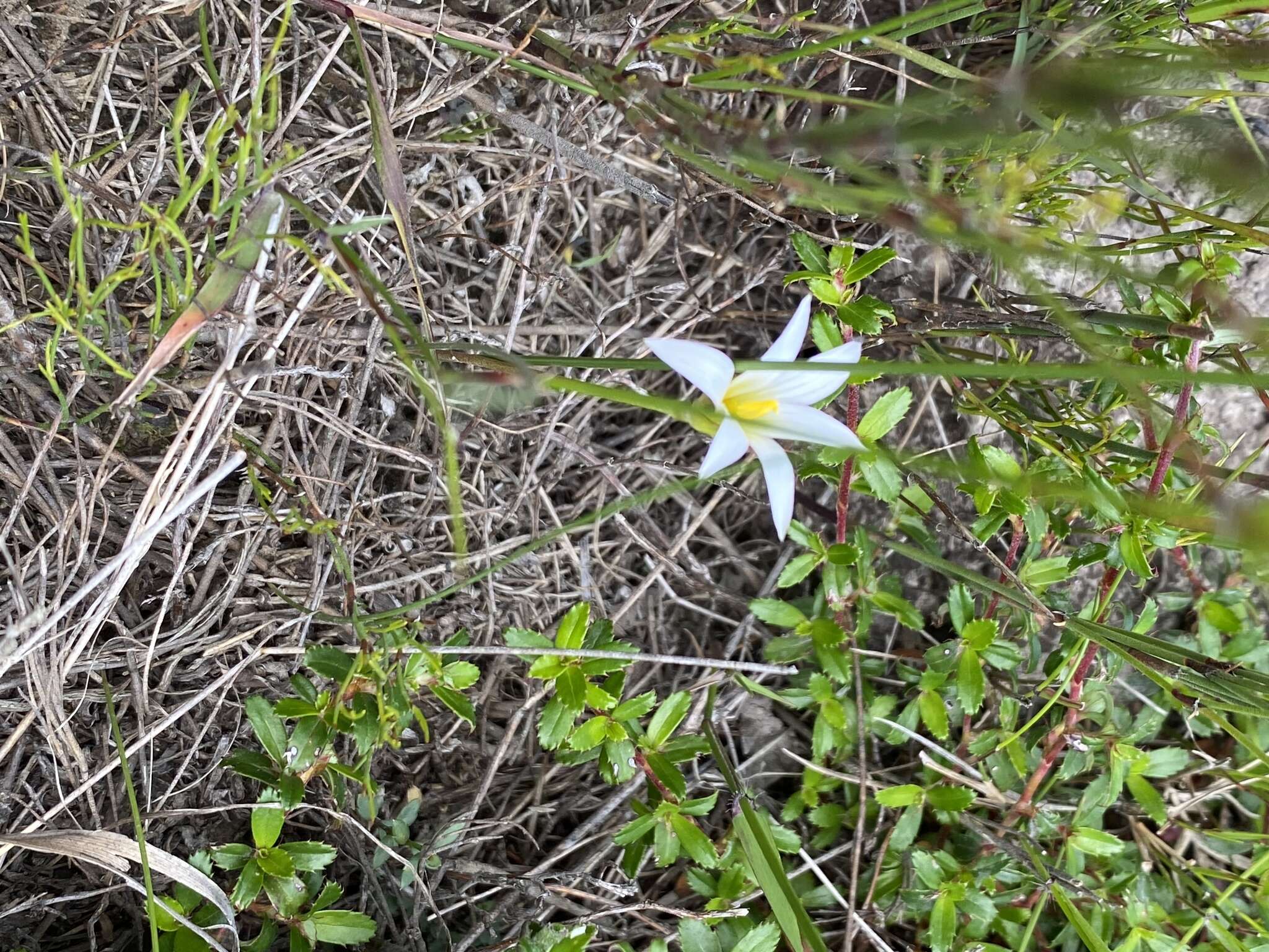 Image of Romulea longipes Schltr.