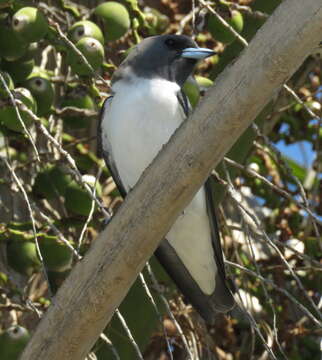 Image of White-breasted Woodswallow