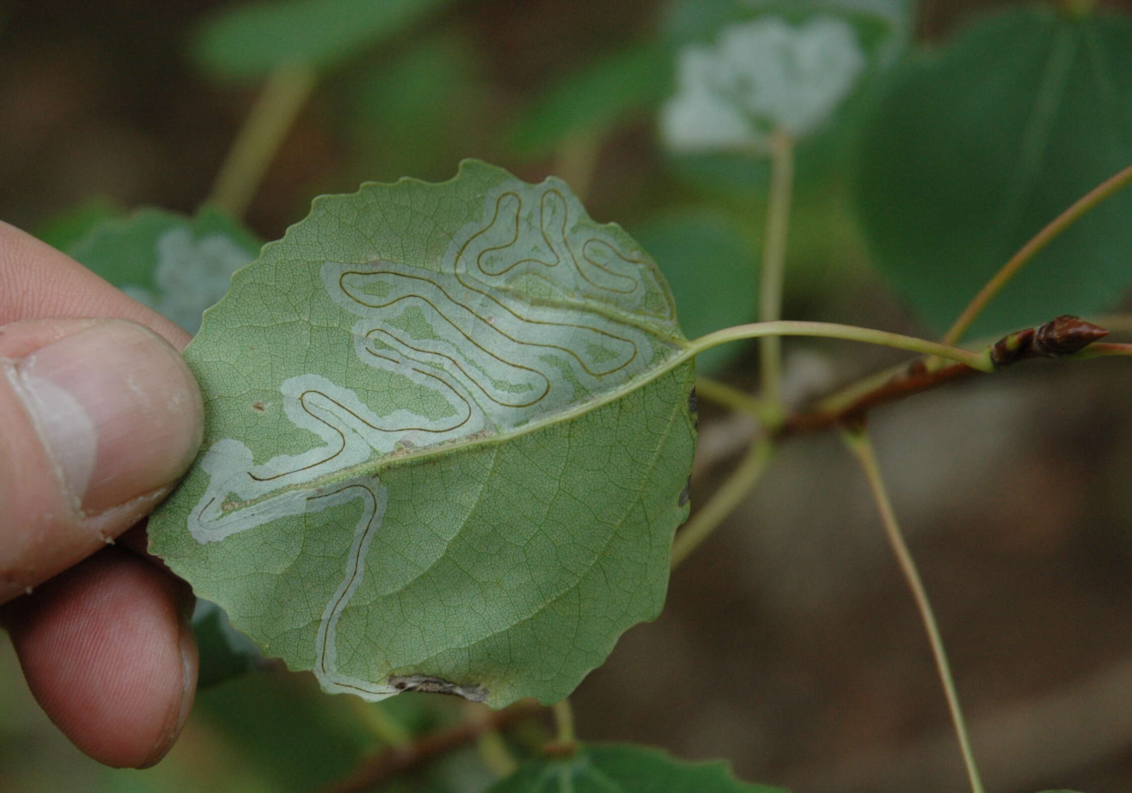 Image of Common Aspen