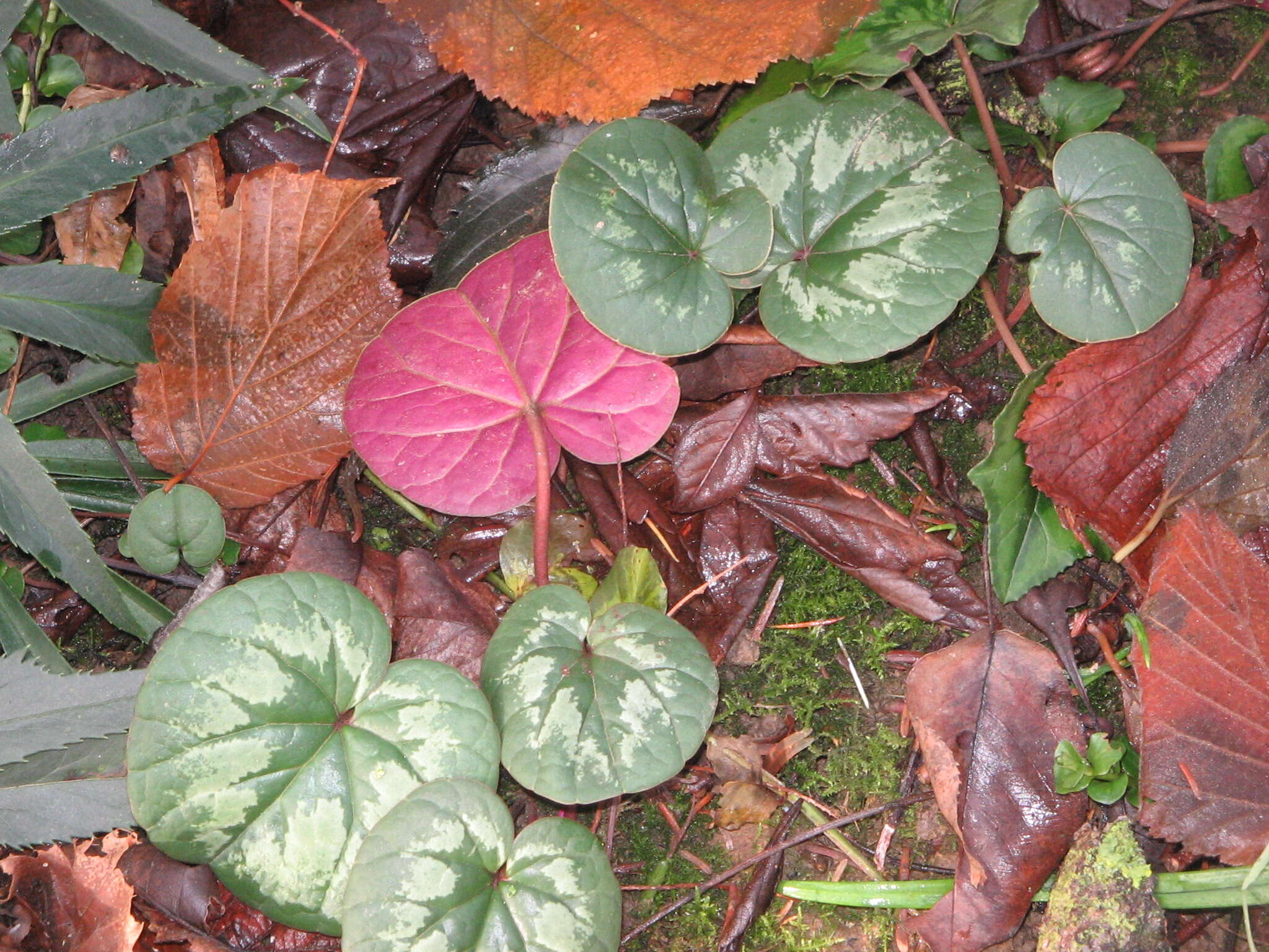 Image of Cyclamen coum Miller