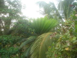 Image of Crozier cycas