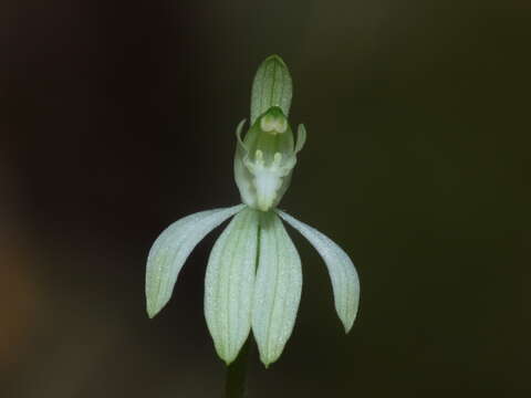 Image of Caladenia nothofageti D. L. Jones, Molloy & M. A. Clem.