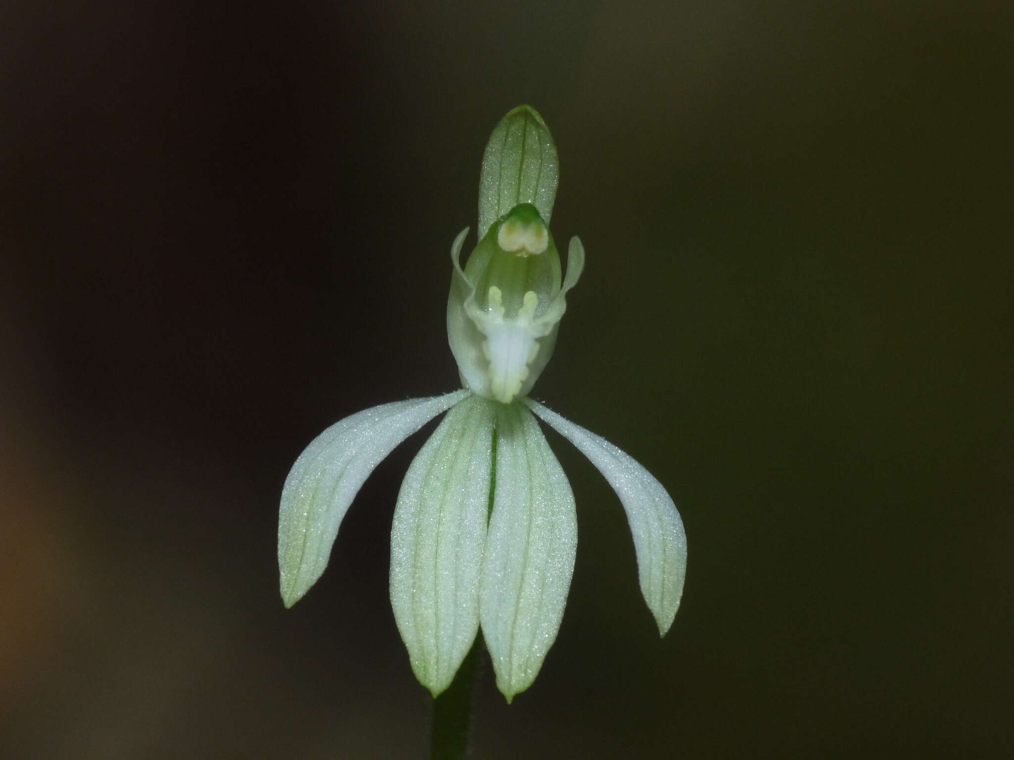 Caladenia nothofageti D. L. Jones, Molloy & M. A. Clem.的圖片