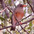 Imagem de Turdus libonyana libonyana (Smith & A 1836)