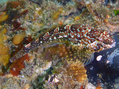 Image of Prickly sculpin