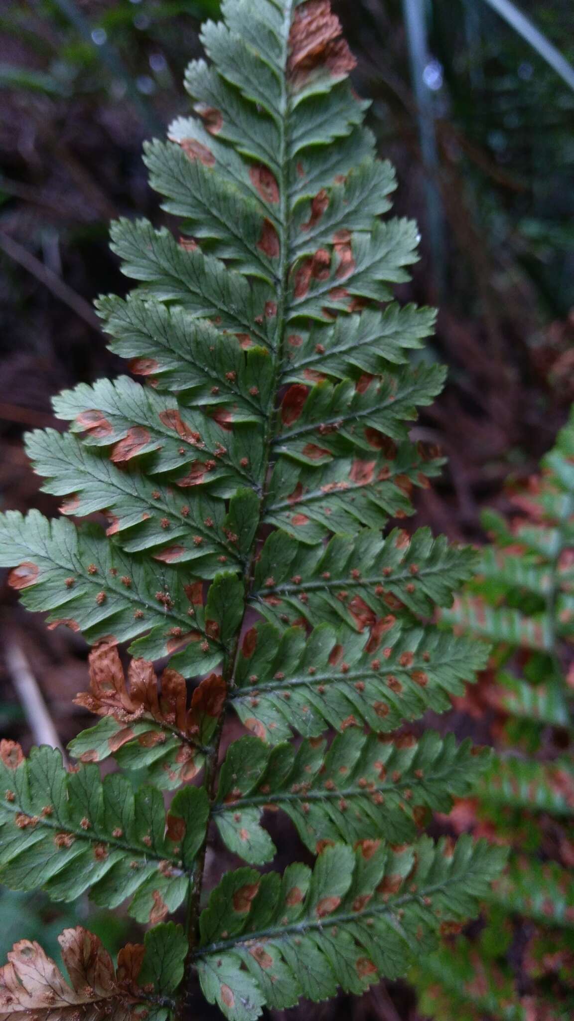 Sivun Dryopteris hendersonii (Bedd.) C. Chr. kuva