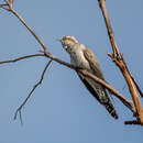 Image of Pallid Cuckoo