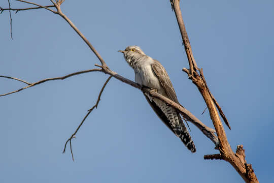 Image of Pallid Cuckoo