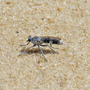 Image of Three-banded Robber Fly