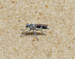 Image of Three-banded Robber Fly