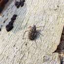 Image of Giant Bark Aphid