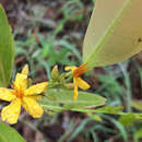 Image of Ouratea confertiflora (Pohl) Engl.