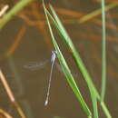 Imagem de Lestes praemorsus Hagen ex Selys 1862