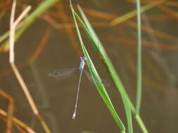 Слика од Lestes praemorsus Hagen ex Selys 1862