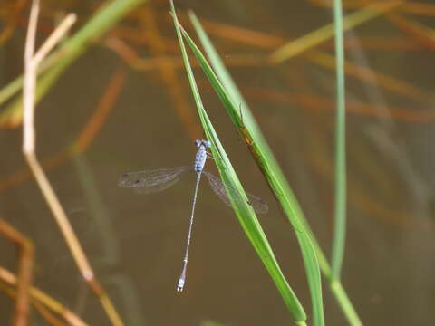 Lestes praemorsus Hagen ex Selys 1862 resmi